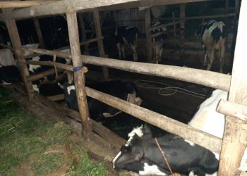 Cegah PMK Meluas, Pemda KBB Genjot Vaksinasi Hewan Ternak