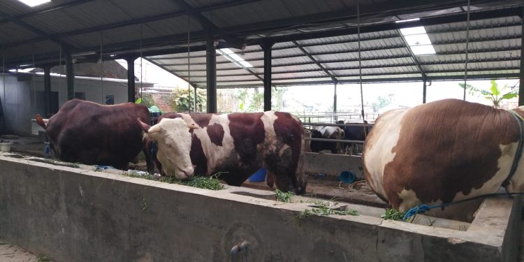 PMK Kembali Merebak, Ratusan Sapi di Bandung Barat Terjangkit