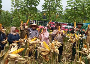 Perkuat Ketahanan Pangan, Polsek Cipendeuy Panen Jagung Kuartal III