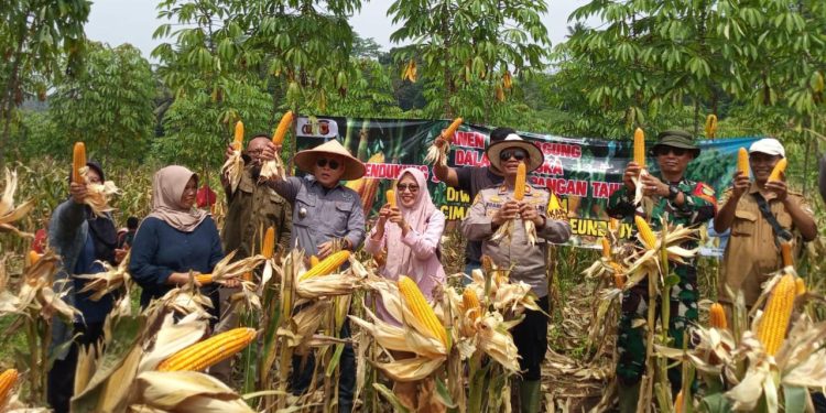 Perkuat Ketahanan Pangan, Polsek Cipendeuy Panen Jagung Kuartal III