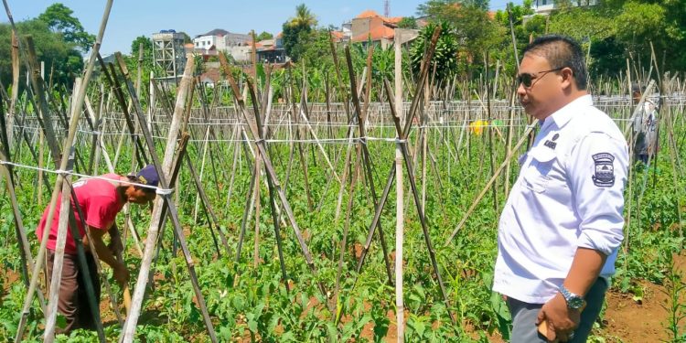 Program Ketahanan, BUMDes Padaasih Saluyu Pilih Tanam Sayuran