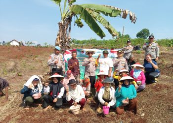 Dukung Program Ketahanan Pangan, Polsek Cipendeuy Tanam Bibit Jagung Hibrida