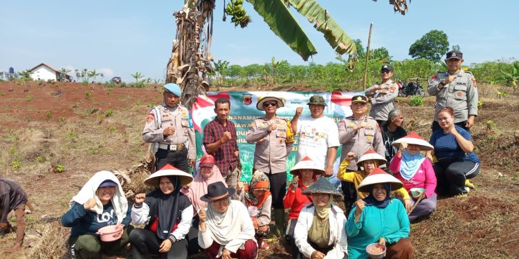 Dukung Program Ketahanan Pangan, Polsek Cipendeuy Tanam Bibit Jagung Hibrida