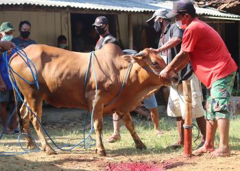 Dispernakan KBB Siapkan Puluhan Pemeriksa Hewan Kurban