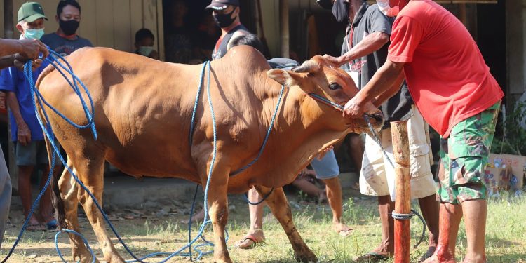 Dispernakan KBB Siapkan Puluhan Pemeriksa Hewan Kurban